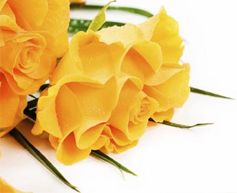 Flower Delivery Service on Flower Delivery Services   Restaurants In Montreal Montreal